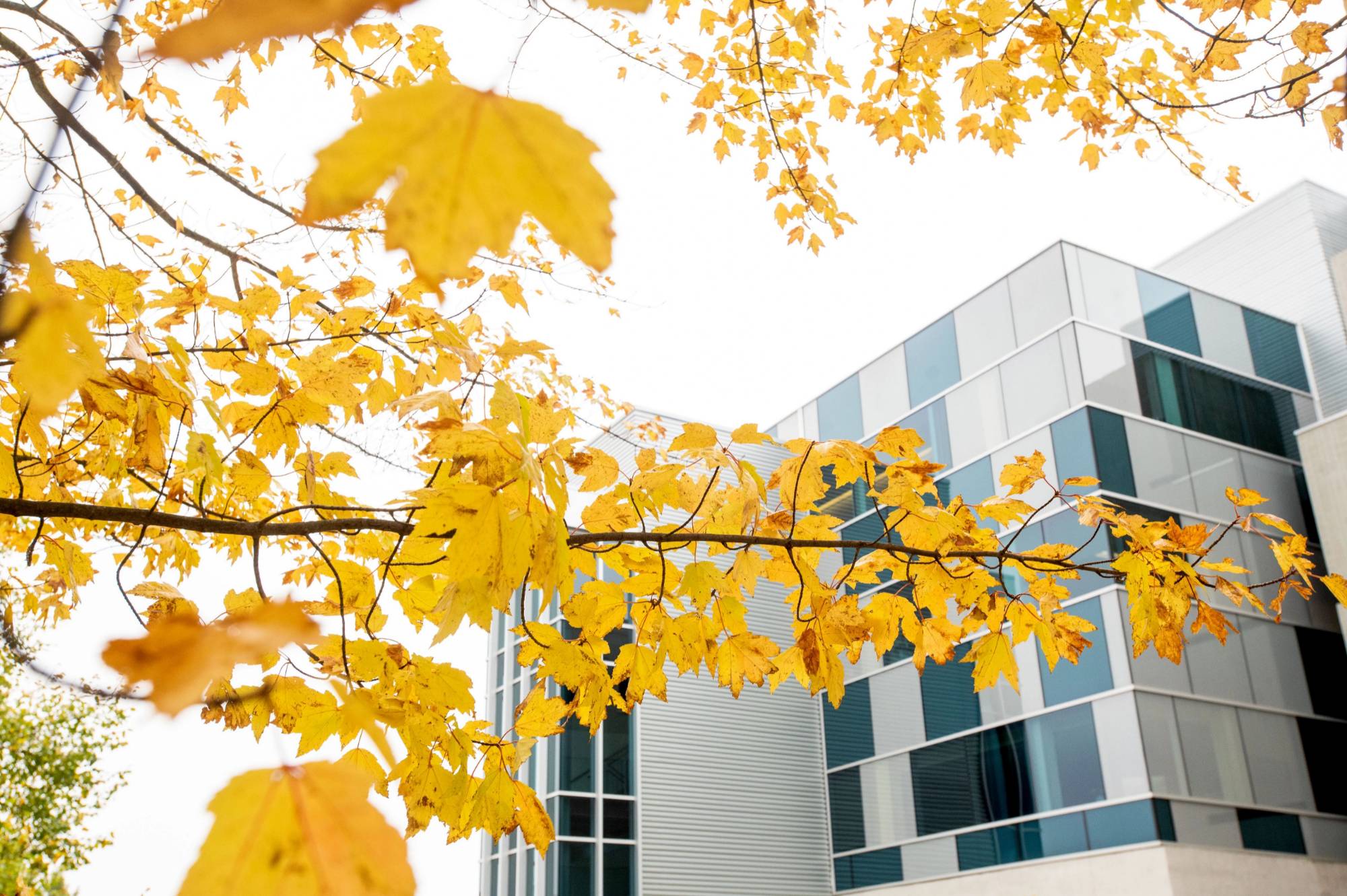 Zumberg Hall surrounded by yellow fall leaves